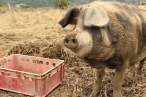 Weinbeisserei, Porcella, Bio, Fleischraritäten, porcella.at