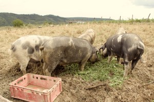 Weinbeisserei, Porcella, Bio, Fleischraritäten, porcella.at