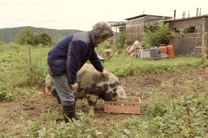 Weinbeisserei, Porcella, Bio, Fleischraritäten, porcella.at