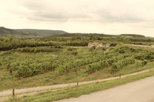 Weinbeisserei Porcella, Bio, Fleischraritäten, porcella.at