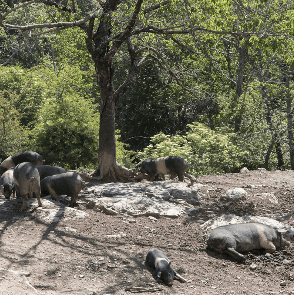Bildschirmfoto 2020-06-08 um 11.42.55